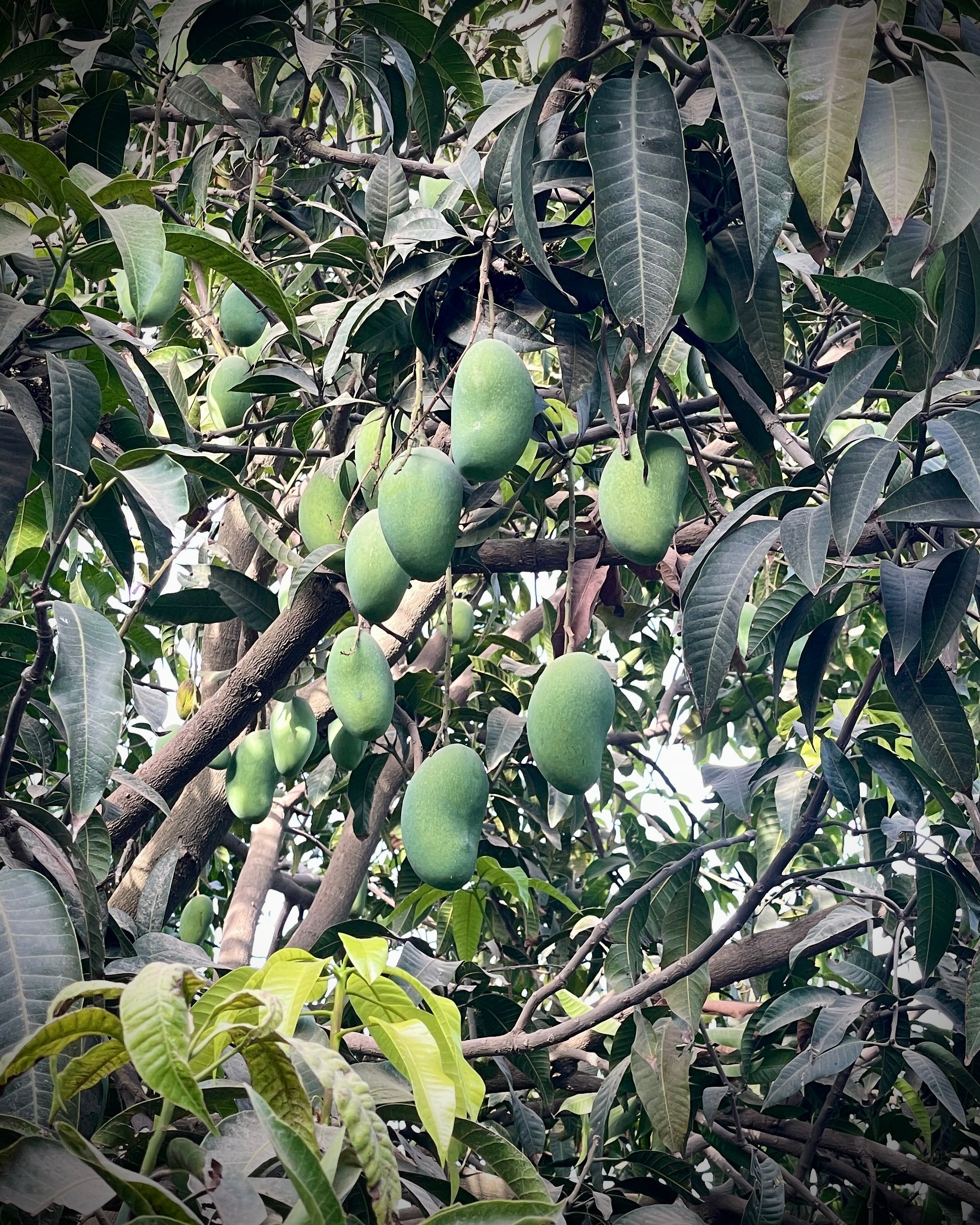 Why Pakistani Mangoes are the finest in the world?