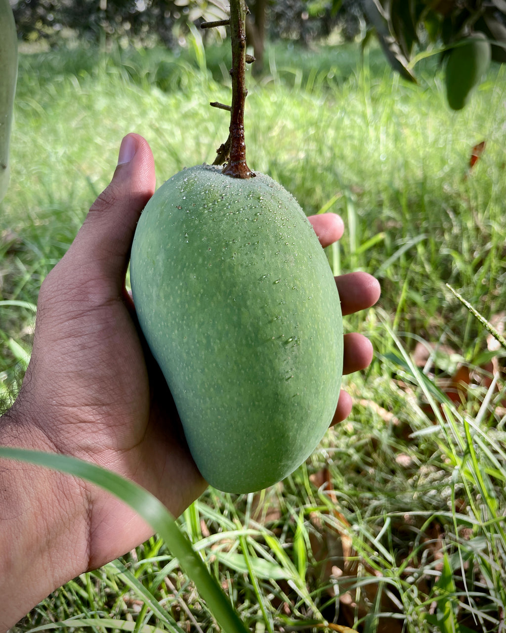 Chaunsa