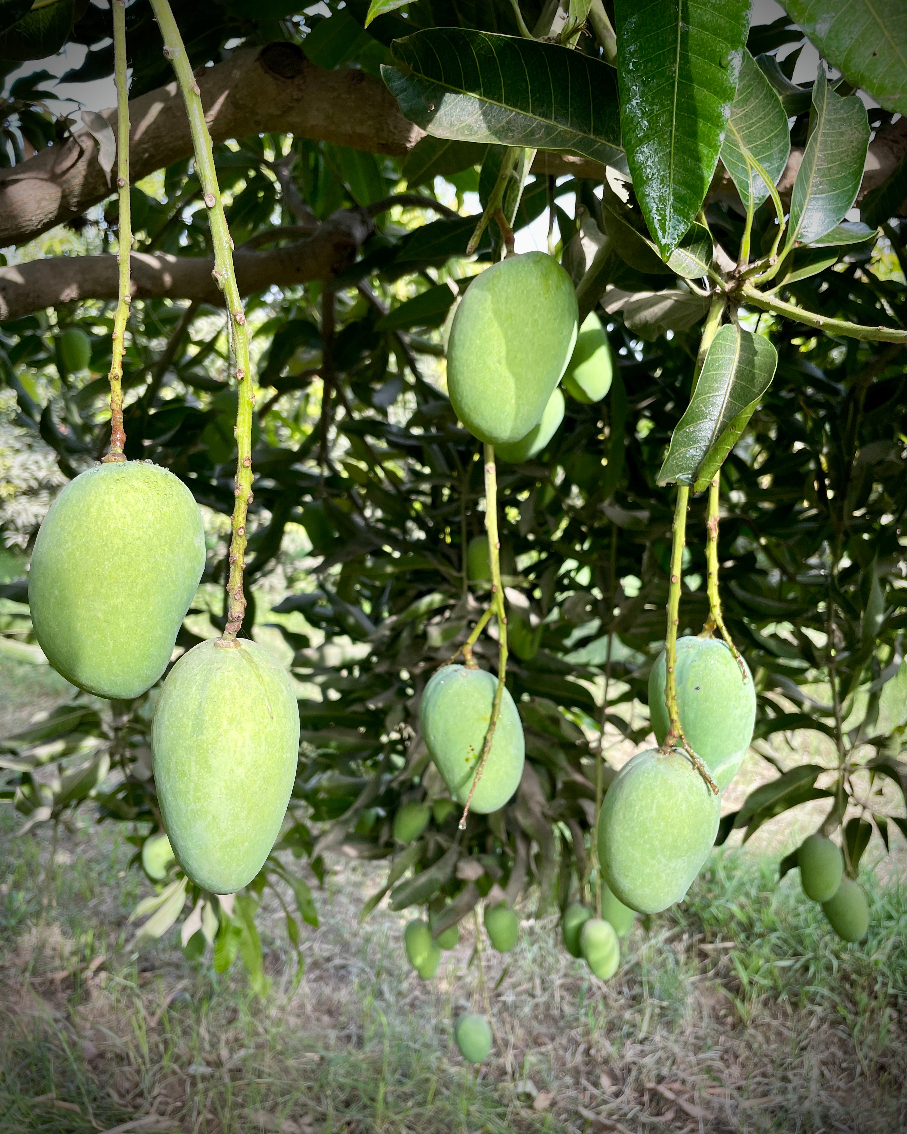 Chaunsa